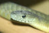 reptielentuin serpo foto